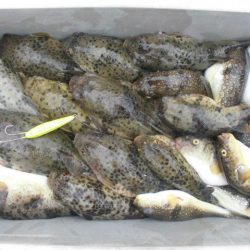 大進丸（愛知） 釣果