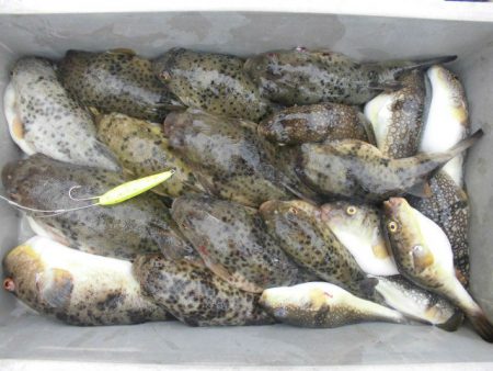 大進丸（愛知） 釣果