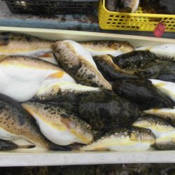 大進丸（愛知） 釣果