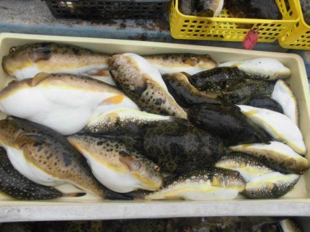 大進丸（愛知） 釣果