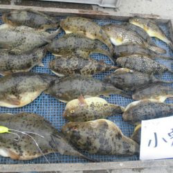 大進丸（愛知） 釣果