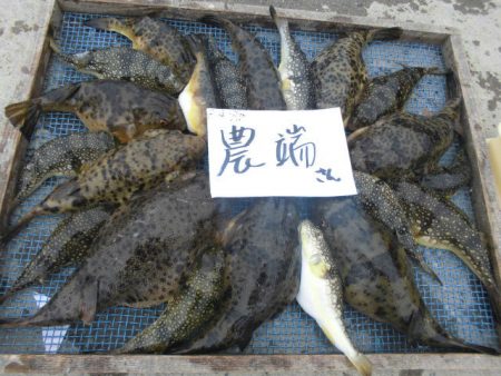 大進丸（愛知） 釣果