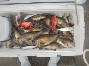 兼六丸 釣果