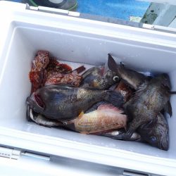 十八宝洋丸 釣果