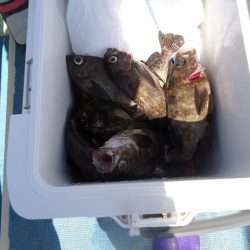 十八宝洋丸 釣果