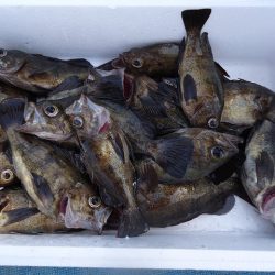 十八宝洋丸 釣果