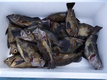 十八宝洋丸 釣果