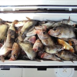 ＨＡＲＵＫＡ丸　はるかまる 釣果