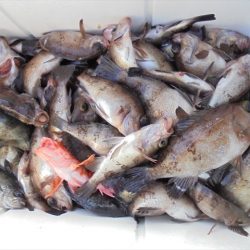 ＨＡＲＵＫＡ丸　はるかまる 釣果