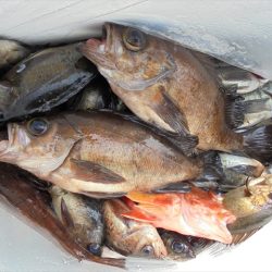 ＨＡＲＵＫＡ丸　はるかまる 釣果