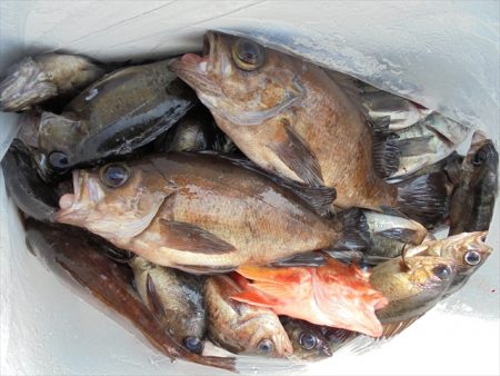 ＨＡＲＵＫＡ丸　はるかまる 釣果