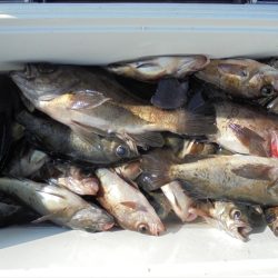 ＨＡＲＵＫＡ丸　はるかまる 釣果