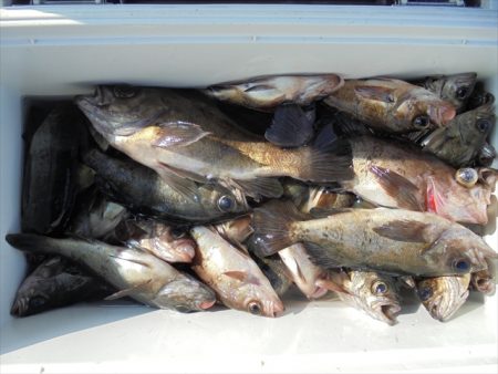 ＨＡＲＵＫＡ丸　はるかまる 釣果