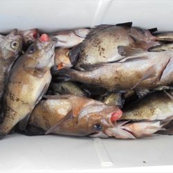 HARUKA丸 はるかまる 釣果