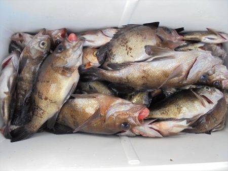 HARUKA丸 はるかまる 釣果