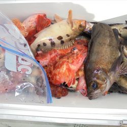 HARUKA丸 はるかまる 釣果