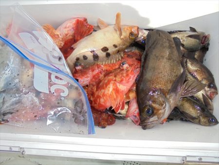 HARUKA丸 はるかまる 釣果