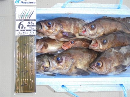 HARUKA丸 はるかまる 釣果