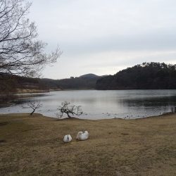 志高湖フィッシング 釣果