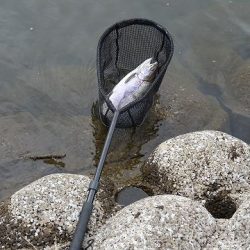 志高湖フィッシング 釣果