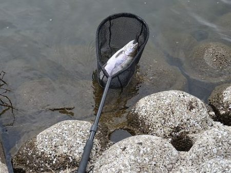 志高湖フィッシング 釣果