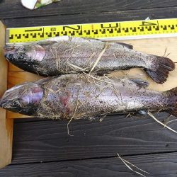 志高湖フィッシング 釣果