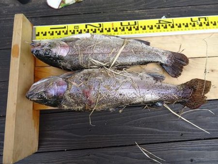 志高湖フィッシング 釣果