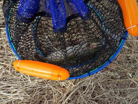 志高湖フィッシング 釣果