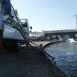 浜名湖フィッシングリゾート 釣果
