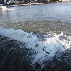 浜名湖フィッシングリゾート 釣果