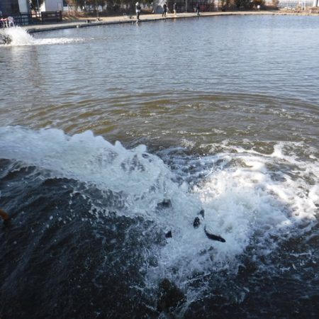 浜名湖フィッシングリゾート 釣果