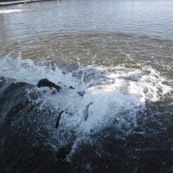 浜名湖フィッシングリゾート 釣果