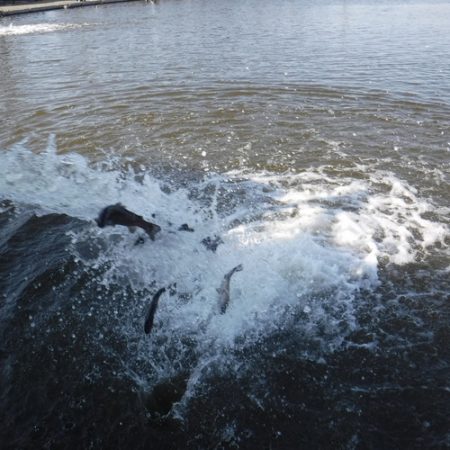 浜名湖フィッシングリゾート 釣果