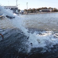 浜名湖フィッシングリゾート 釣果