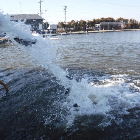 浜名湖フィッシングリゾート 釣果