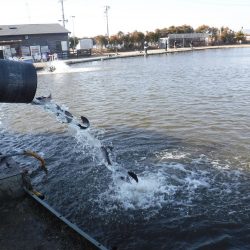 浜名湖フィッシングリゾート 釣果