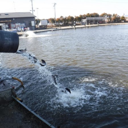 浜名湖フィッシングリゾート 釣果