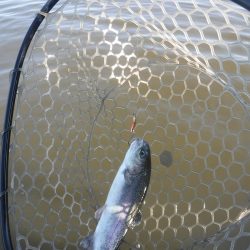 浜名湖フィッシングリゾート 釣果
