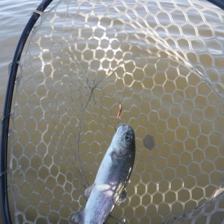 浜名湖フィッシングリゾート 釣果