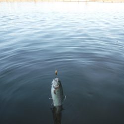 浜名湖フィッシングリゾート 釣果
