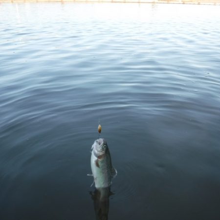 浜名湖フィッシングリゾート 釣果