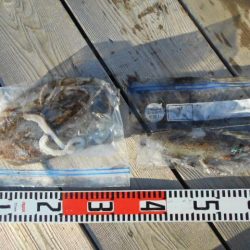 こかわ渡船　雅丸 釣果