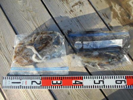 こかわ渡船　雅丸 釣果