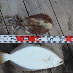 こかわ渡船　雅丸 釣果