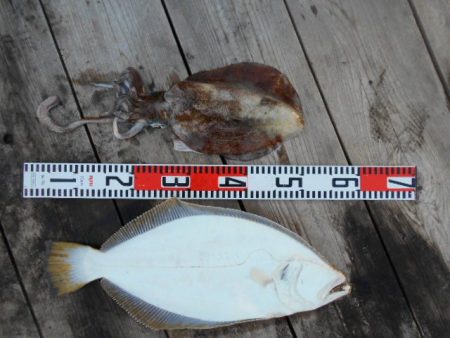 こかわ渡船　雅丸 釣果