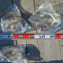 こかわ渡船　雅丸 釣果