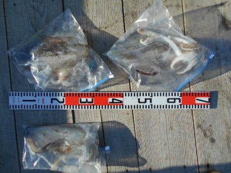 こかわ渡船　雅丸 釣果