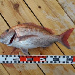 こかわ渡船　雅丸 釣果