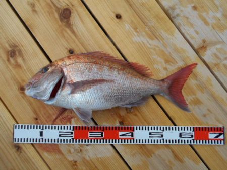 こかわ渡船　雅丸 釣果