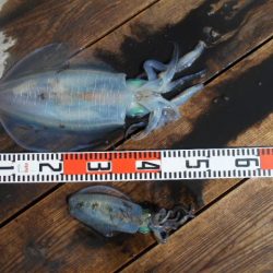 こかわ渡船　雅丸 釣果